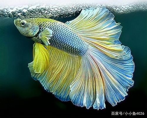 斗魚卵多久孵化【斗魚卵的孵化時(shí)間因素而異**】 斗魚卵多久孵化【斗魚卵的孵化時(shí)間因素而異**】 龍魚論壇 第4張