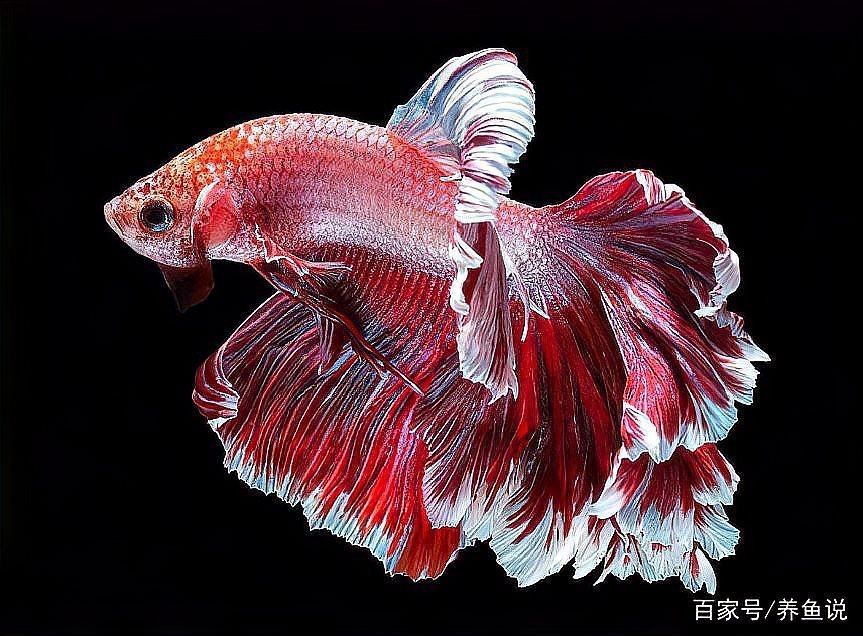 斗魚卵多久孵化【斗魚卵的孵化時(shí)間因素而異**】 斗魚卵多久孵化【斗魚卵的孵化時(shí)間因素而異**】 龍魚論壇 第7張