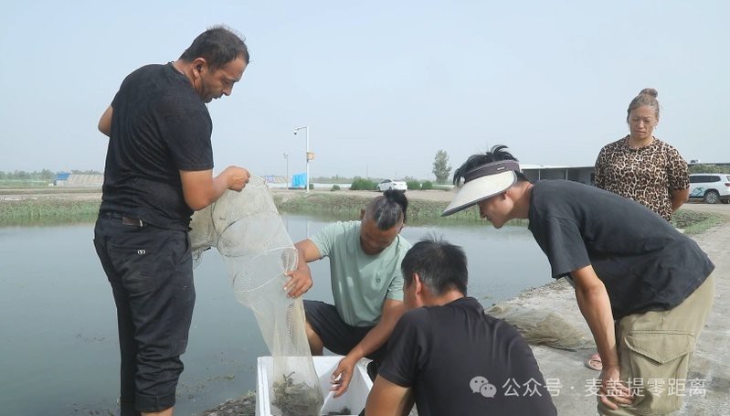 麥蓋提龍魚店【聚龍灣龍魚(麥蓋提縣龍蝦養殖規模有多大】