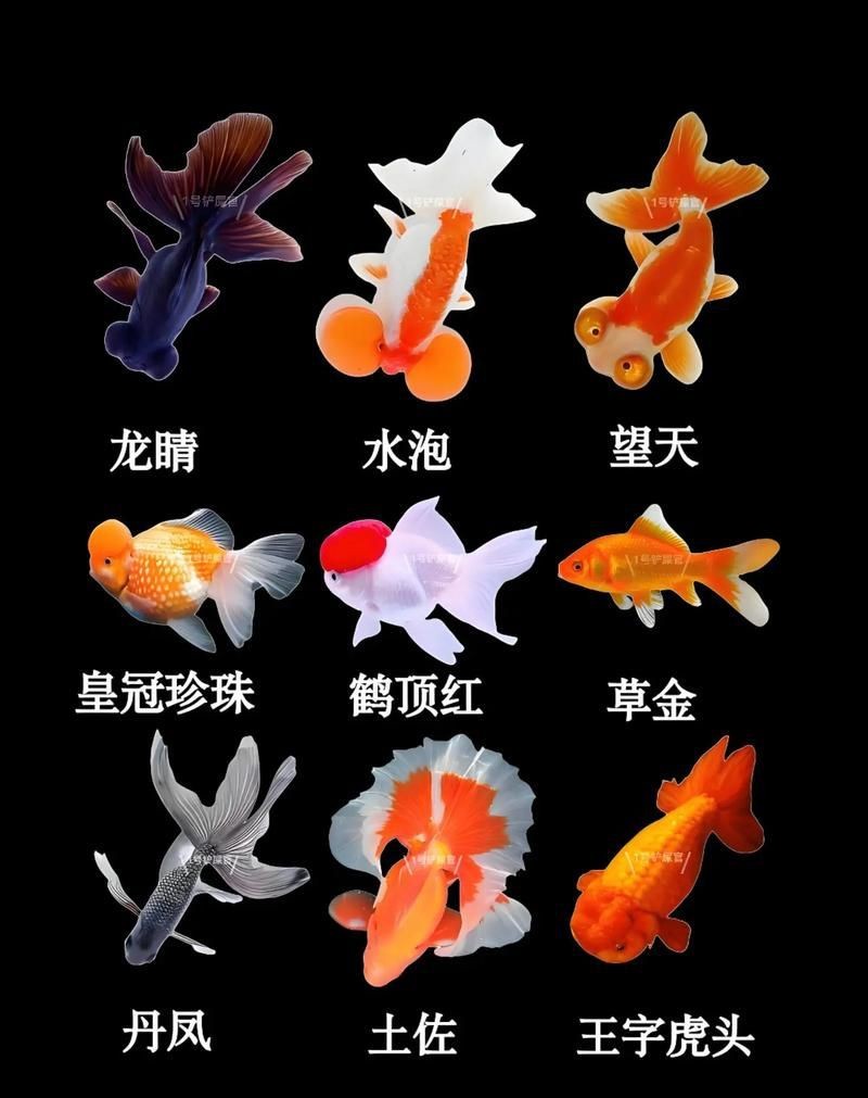 金魚(yú)108種品種圖解【《金魚(yú)108種品種圖解》】