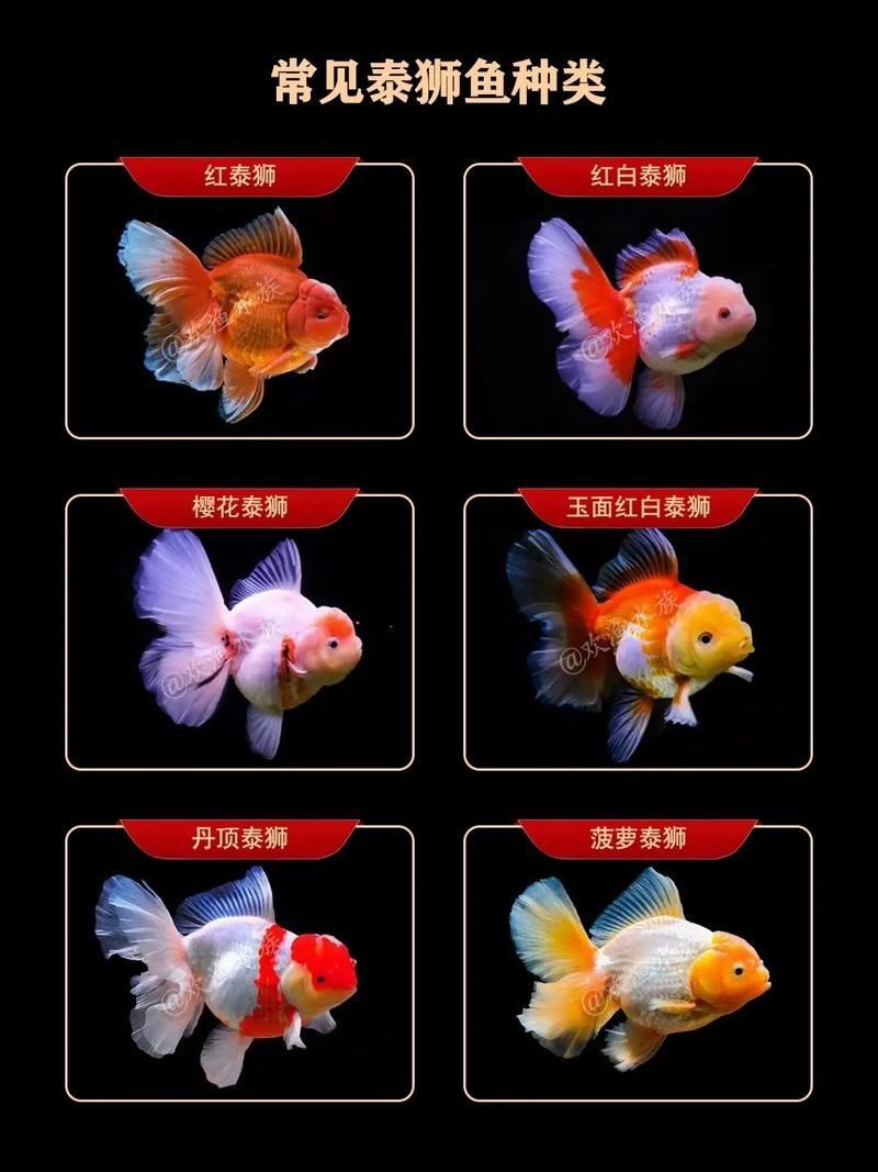金魚108種品種圖解【《金魚108種品種圖解》】