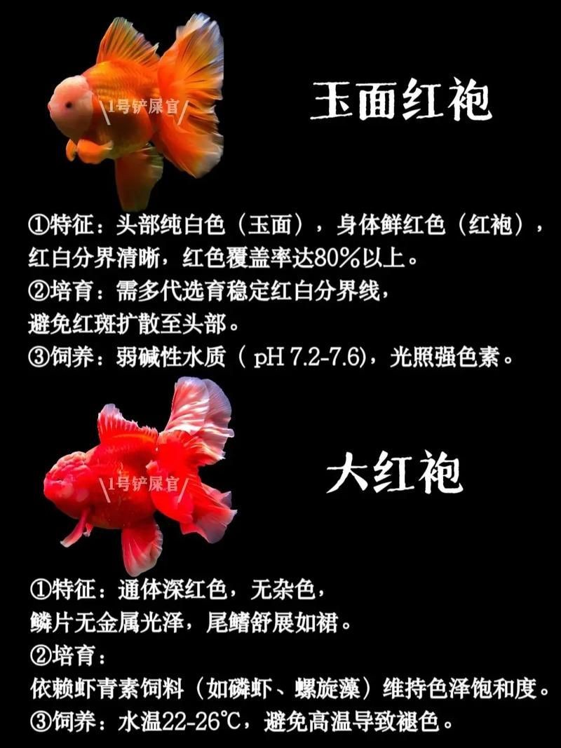 金魚108種品種圖解【《金魚108種品種圖解》】