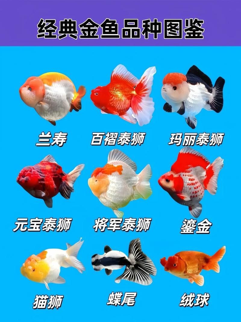 金魚108種品種圖解【《金魚108種品種圖解》】