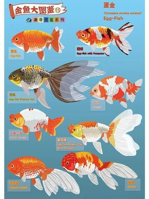 金魚108種品種圖解【《金魚108種品種圖解》】