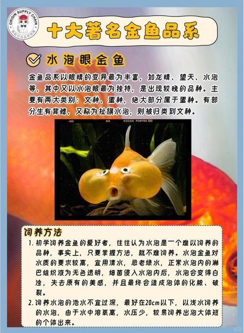 金魚108種品種圖解【《金魚108種品種圖解》】