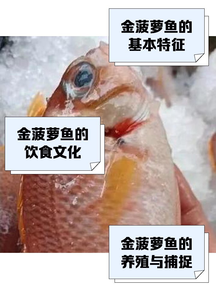 深海金菠蘿魚多少錢一斤【深海金菠蘿魚價格走勢分析】