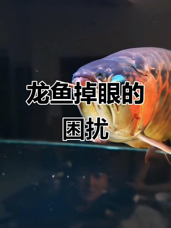 紅龍魚掉眼如何預防和治療？【如何預防龍魚掉眼】