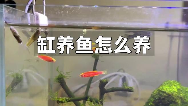 如何預(yù)防白子招財龍魚疾病？【如何判斷白子招財龍魚是否健康】