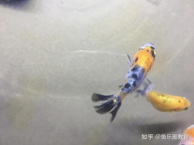 紅龍魚討厭主人的表現【紅龍魚討厭主人的紅龍魚會通過破壞環境來表現不滿】