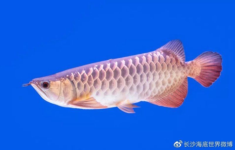 藍底細框過背金龍正確生肖【“藍底細框過背金龍正確生肖”是什么意思】