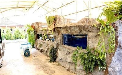 120x60魚缸養龍魚合適嗎【120x60的魚缸養龍魚合適嗎】