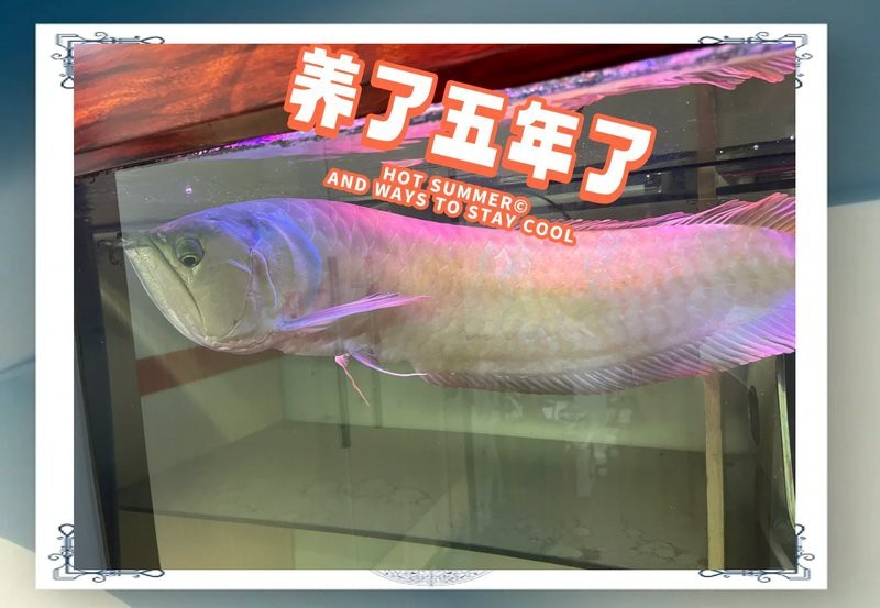 120x60魚缸養龍魚合適嗎【120x60的魚缸養龍魚合適嗎】