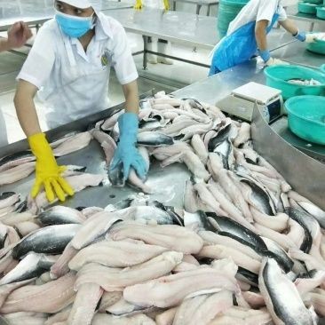 龍利魚去哪里買【網(wǎng)購(gòu)龍利魚排行榜京東“龍利魚”鮮嫩無(wú)刺】