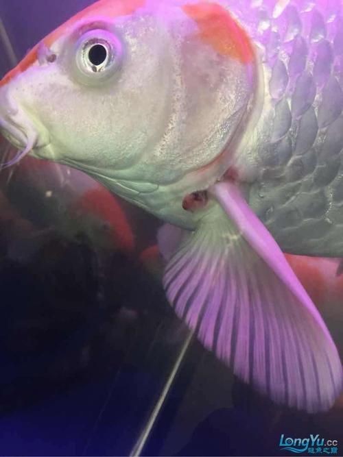 銀龍魚身上爛鱗圖片【養魚大全銀龍魚常見病類型介紹】