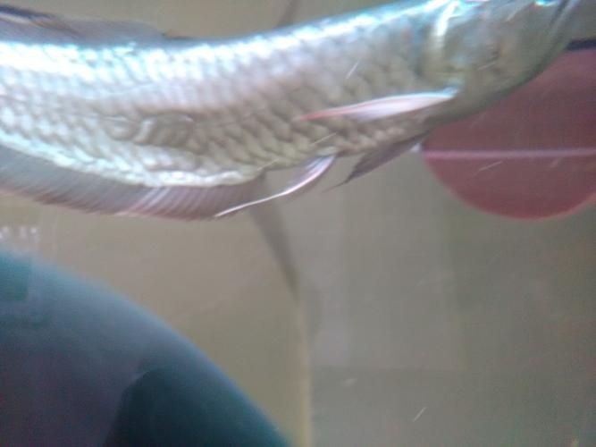 銀龍魚身上爛鱗圖片【養魚大全銀龍魚常見病類型介紹】