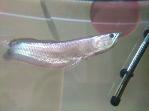 銀龍魚身上爛鱗圖片【養魚大全銀龍魚常見病類型介紹】
