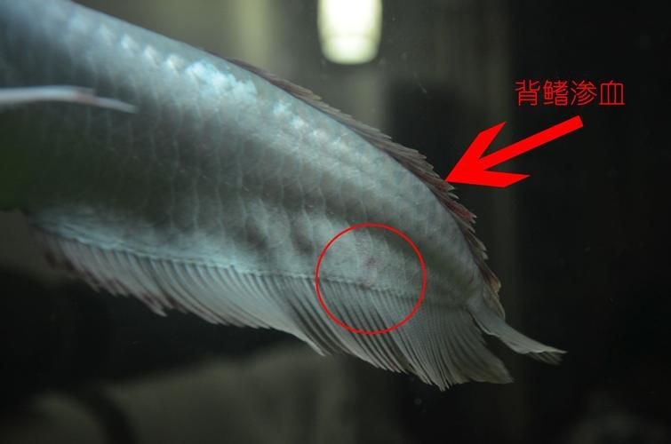 銀龍魚身上爛鱗圖片【養魚大全銀龍魚常見病類型介紹】