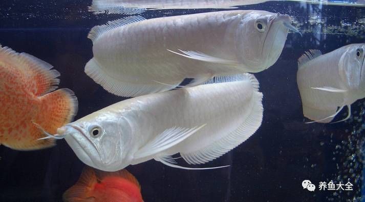 銀龍魚身上爛鱗圖片【養魚大全銀龍魚常見病類型介紹】