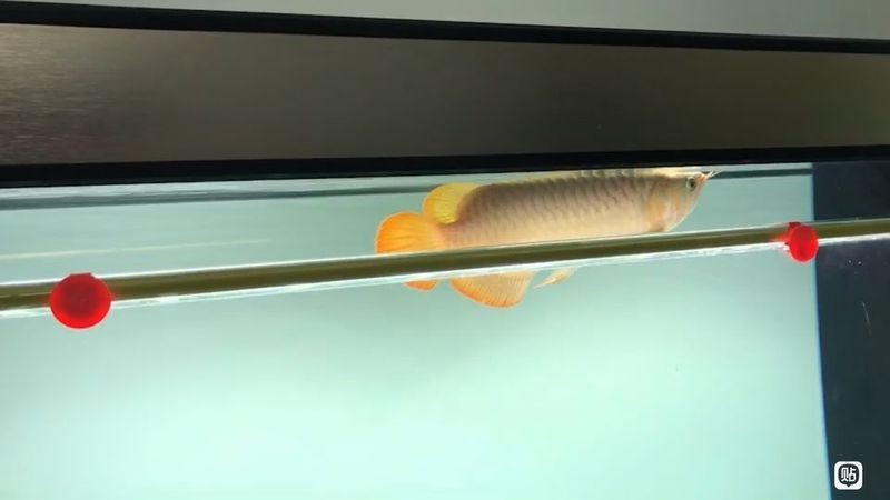 龍魚之巔吧【龍魚之巔吧-龍魚愛好者的專屬天地】