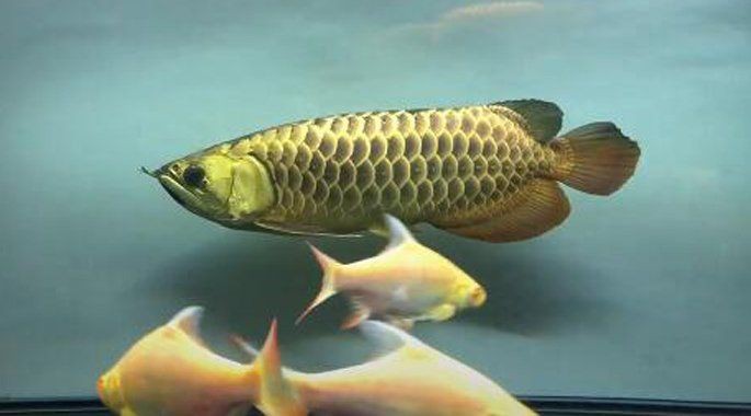龍魚之巔吧【龍魚之巔吧-龍魚愛好者的專屬天地】