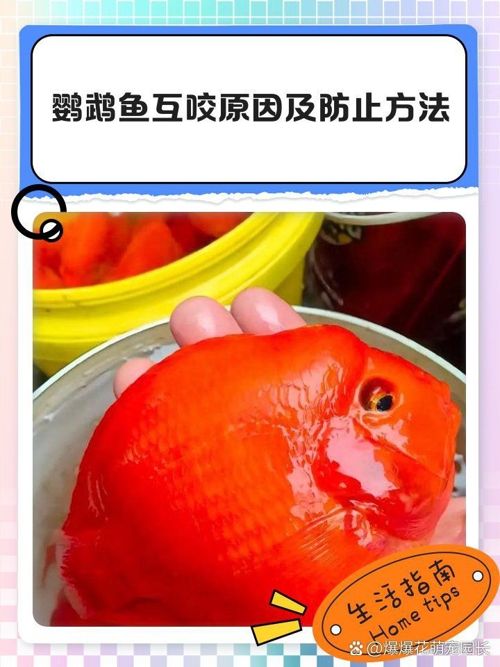 缸里只有2只鸚鵡魚還打架【缸里僅養(yǎng)了2只鸚鵡魚，卻出現(xiàn)了打架的現(xiàn)象，鸚鵡魚打架怎么辦】