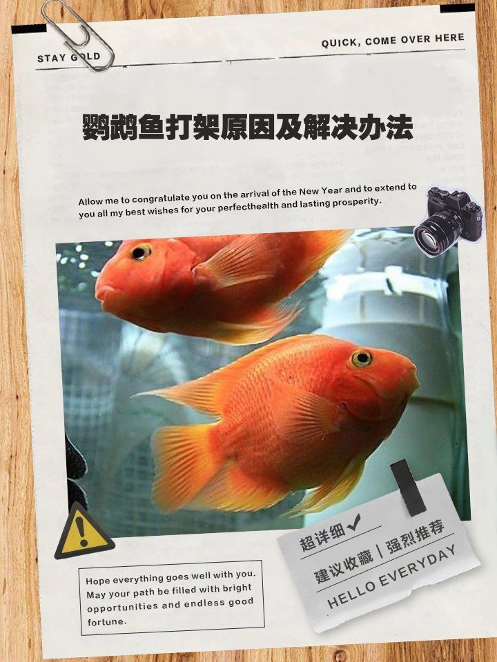 缸里只有2只鸚鵡魚還打架【缸里僅養(yǎng)了2只鸚鵡魚，卻出現(xiàn)了打架的現(xiàn)象，鸚鵡魚打架怎么辦】