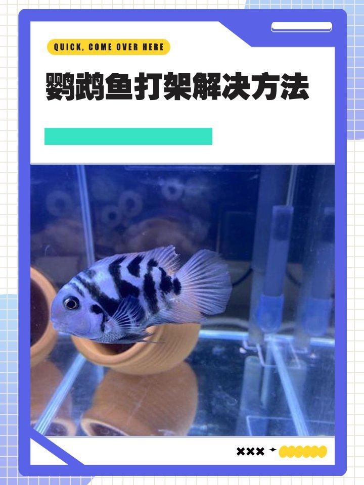 缸里只有2只鸚鵡魚還打架【缸里僅養了2只鸚鵡魚，卻出現了打架的現象，鸚鵡魚打架怎么辦】