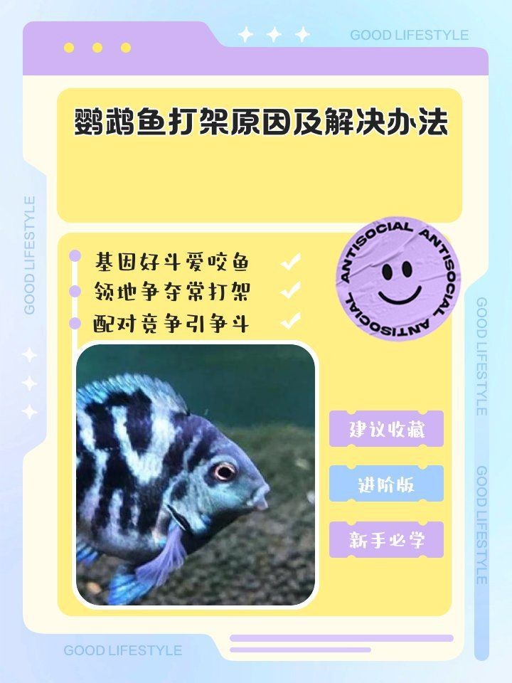 缸里只有2只鸚鵡魚還打架【缸里僅養了2只鸚鵡魚，卻出現了打架的現象，鸚鵡魚打架怎么辦】