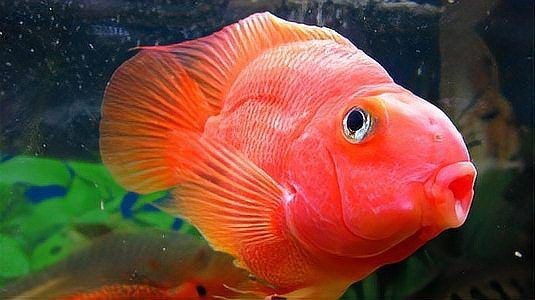 缸里只有2只鸚鵡魚還打架【缸里僅養了2只鸚鵡魚，卻出現了打架的現象，鸚鵡魚打架怎么辦】