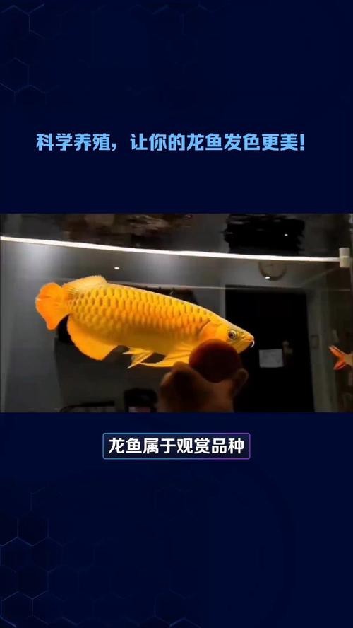 龍魚發色過程圖片欣賞【紅龍魚發色的各個階段百度經驗，紅龍魚發色的秘密原來是這些】