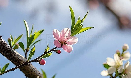 有沒有更多風格的龍頭圖片？【多種風格的龍頭圖片搜索結果整理水龍頭圖片搜索結果整理】