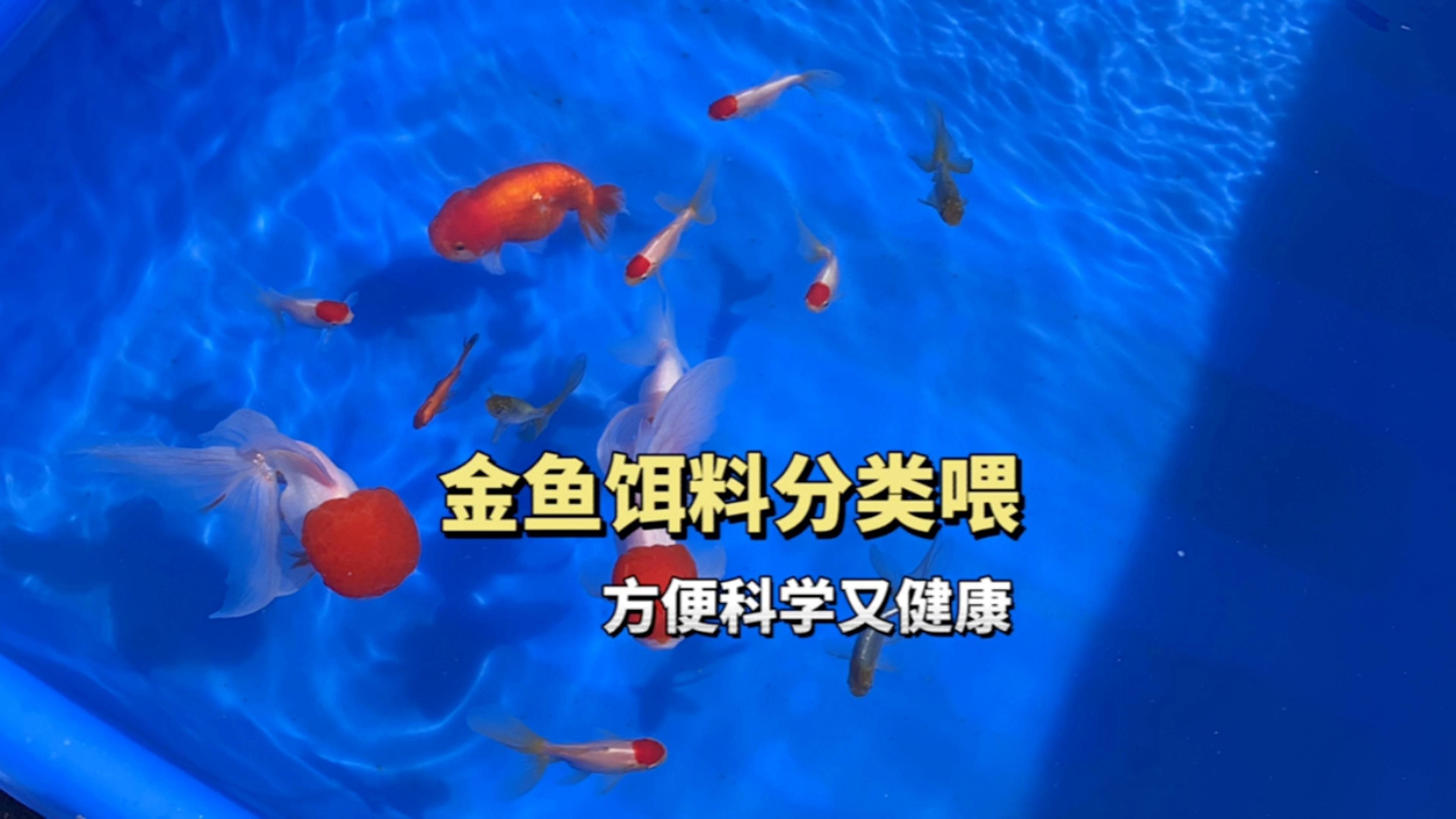 金魚飼料選擇技巧【如何挑選一款好的金魚飼料看魚糧成分表里面的兩個參數就夠了】