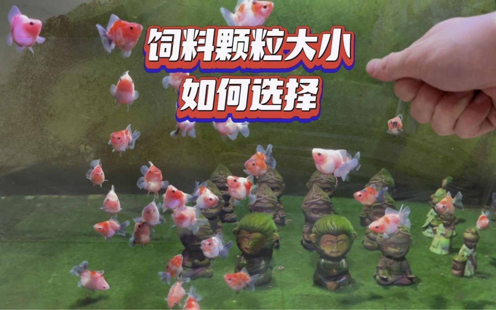 金魚飼料選擇技巧【如何挑選一款好的金魚飼料看魚糧成分表里面的兩個參數就夠了】