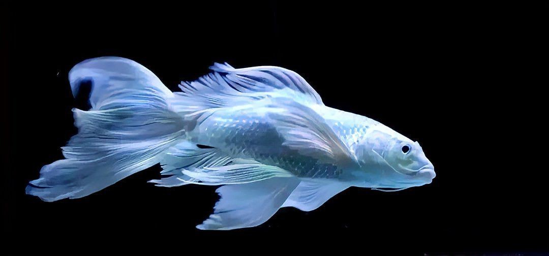 蝴蝶鯉最怕三個東西【養(yǎng)蝴蝶鯉總養(yǎng)不活老魚友的5字訣,讓魚鰭像婚紗一樣飄逸】