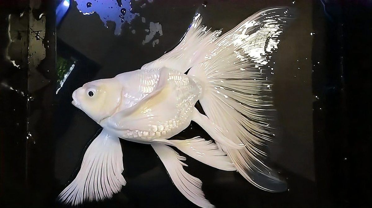 蝴蝶鯉最怕三個東西【養(yǎng)蝴蝶鯉總養(yǎng)不活老魚友的5字訣,讓魚鰭像婚紗一樣飄逸】