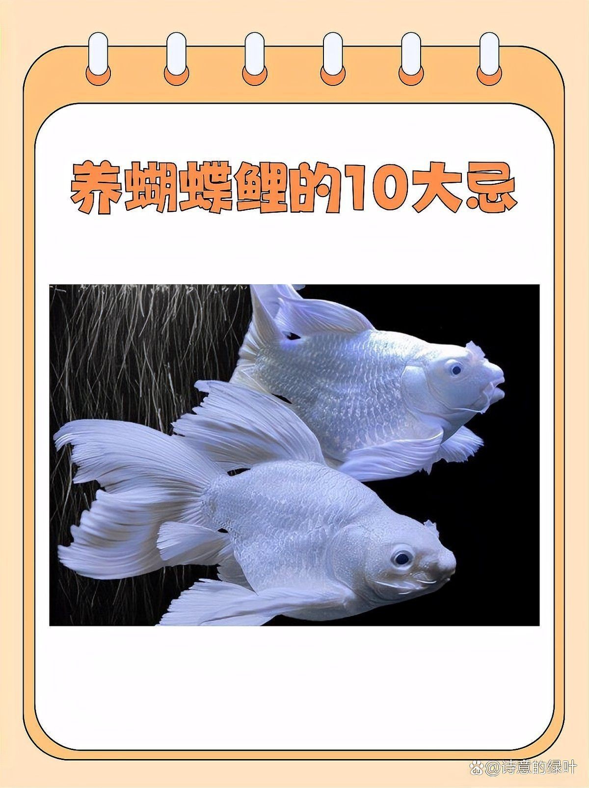 蝴蝶鯉最怕三個東西【養(yǎng)蝴蝶鯉總養(yǎng)不活老魚友的5字訣,讓魚鰭像婚紗一樣飄逸】