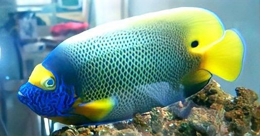 魚蒙眼用什么藥最有效【觀賞魚蒙眼用什么藥最有效觀賞魚蒙眼最快治好3步搞定】