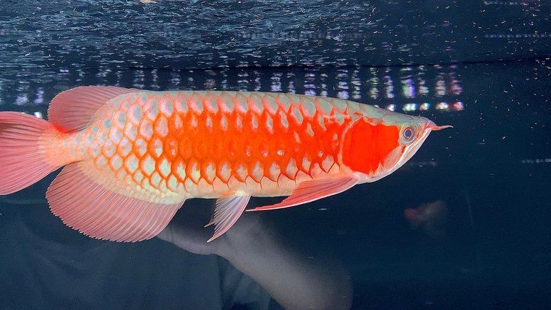 紅龍魚(yú)怎么區(qū)分戰(zhàn)車(chē)【紅龍魚(yú)與戰(zhàn)車(chē)的區(qū)分】