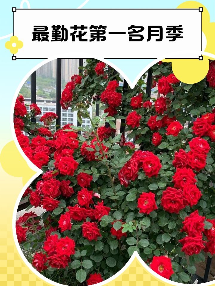 最勤花第一名月季【最勤花之王——月季】