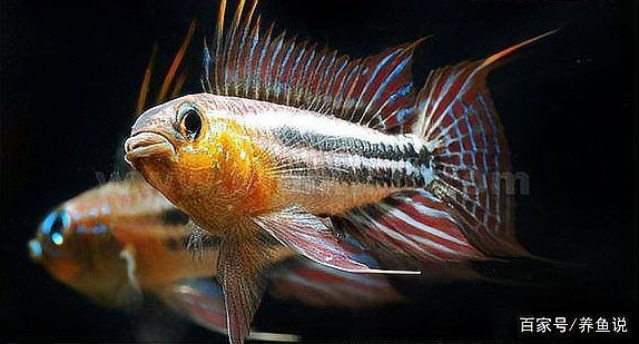 觀賞魚批發市場供應商評價【《觀賞魚批發市場供應商的綜合評價與分析》】