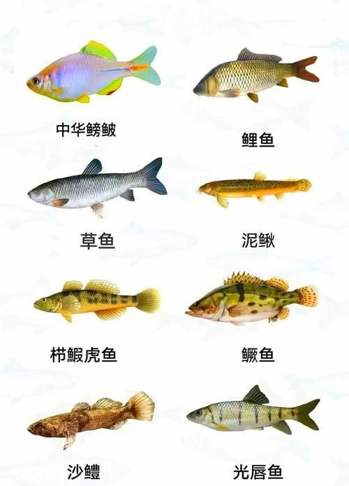 各種小魚圖片大全【小型魚類的獨特魅力】