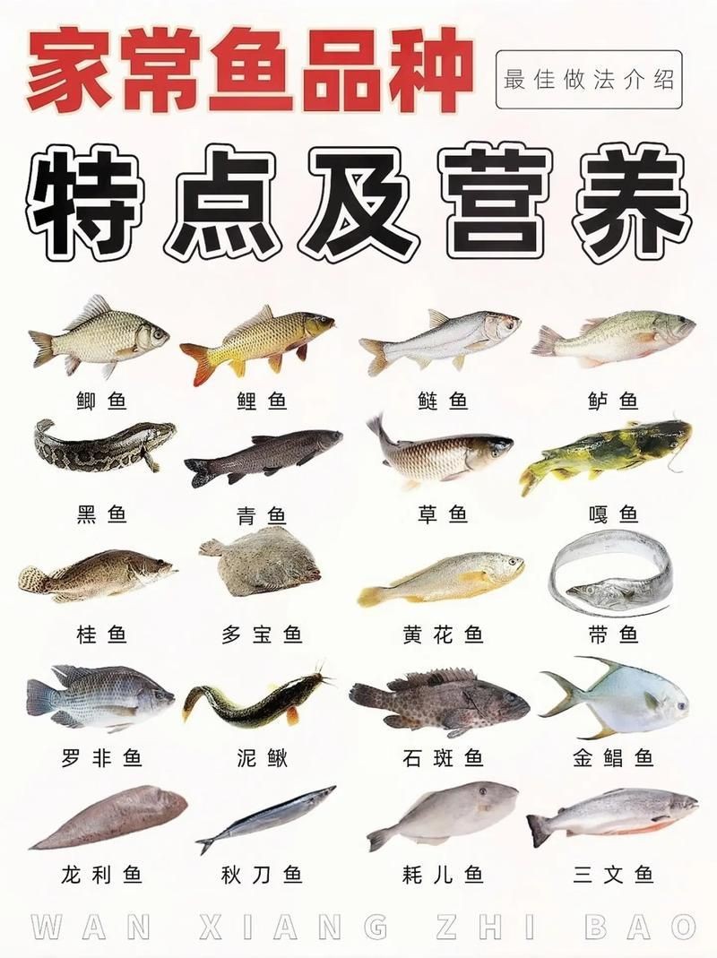 各種小魚圖片大全【小型魚類的獨特魅力】