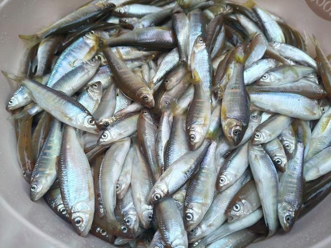 各種小魚圖片大全【小型魚類的獨特魅力】