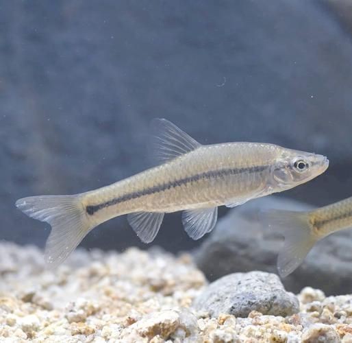 各種小魚圖片大全【小型魚類的獨特魅力】