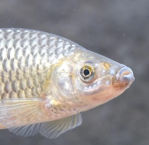 各種小魚圖片大全【小型魚類的獨特魅力】