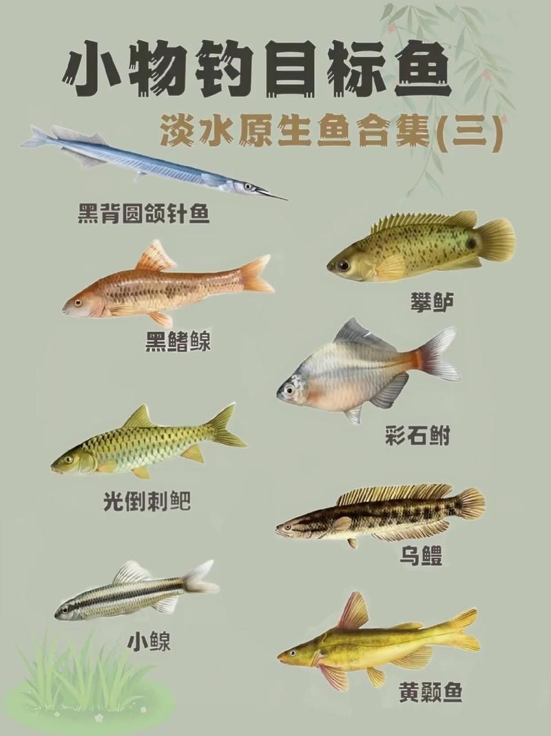 各種小魚圖片大全【小型魚類的獨特魅力】