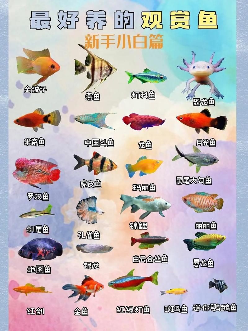 各種小魚圖片大全【小型魚類的獨特魅力】