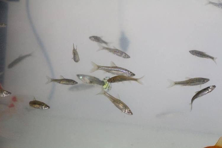 各種小魚圖片大全【小型魚類的獨特魅力】