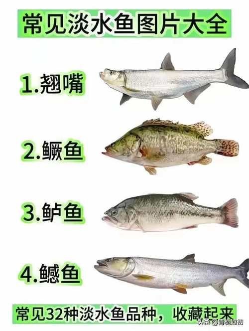 各種小魚圖片大全【小型魚類的獨特魅力】