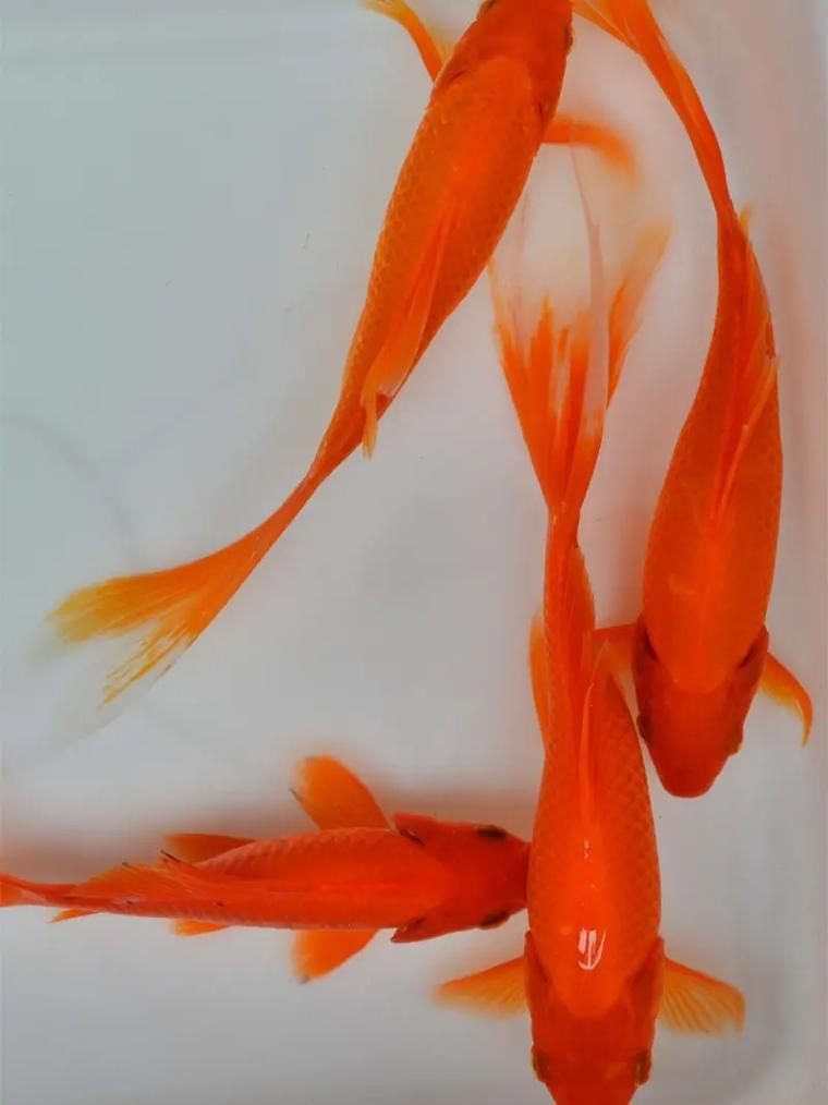各種小魚圖片大全【小型魚類的獨特魅力】